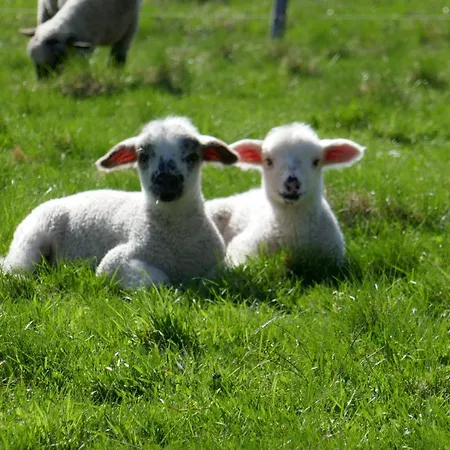 At Sedliacky Dvor - Penzión pre hostí
