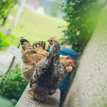 Penzión pre hostí At Sedliacky Dvor -