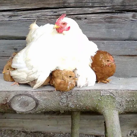 Penzión pre hostí At Sedliacky Dvor - 3*